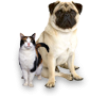 PET SHOP