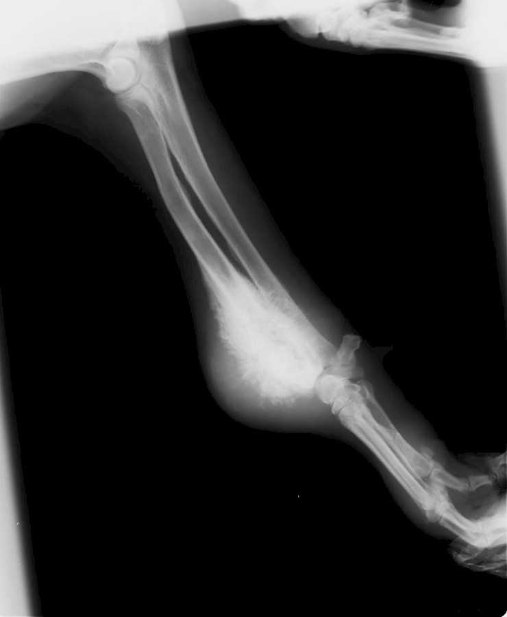 Osteossarcoma em cão